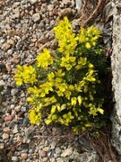 Głodek Draba parnassica