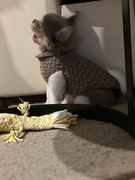 Sweterek dla szczeniaka chihuahua XS