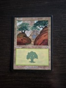 Forest. Magic The Gathering 