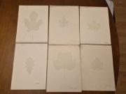 Hermann Beutnagel szkice z 1899 zestaw 6 rysunków liście