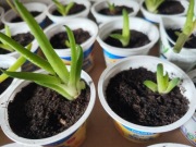 Aloes sadzonki ukorzenione