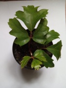 Cissus rombolistny rhombifolia