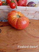 Pomidor   Firebird dwarf  kolekcjonerski