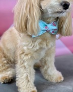 Obroża dla psa kokardka flaming wiosna