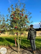 jarząb, jarzębina, lipa, brzostownica, 200-400cm, wielopniowe, kopane