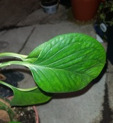 Monstera pinnatipartita cięta szczyt