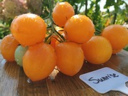 GOLDEN SUNRISE nasiona Pomidor Kolekcjonerski