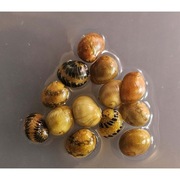 Ślimak Pumpkin neritina