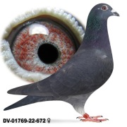 Młode para 13 Oryg. A&W Drapa Inbred Blacky 1239 x Porsche 911