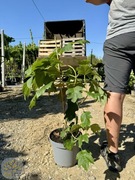 Hortensja dębolistna / Hydrangea quercifolia / 80-100cm / 7,5l