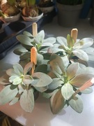 Starzec (Senecio / Curio) - sukulent ozdobny 