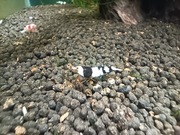 Krewetki caridina crystal black