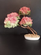 Drzewko bonsai kwitnące z mchem chrobotkiem.Prezent.Dekorację domu 