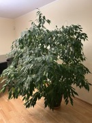 Fikus benjamin ok 2 m.