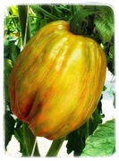 Green Tulip Pomidor Kolekcjonerski