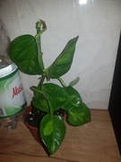 Epipremnum Global Green 