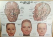 Anatomiczne plakaty