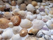 Zestaw muszli 20 sztuk z wybrzeża atlantyckiego 