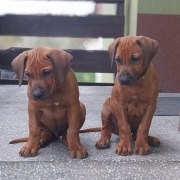 RHODESIAN RIDGEBACK szczenięta rodowodowe po championach ZKwP/FCI