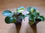 Peperomia Tępolistna Sadzonki 