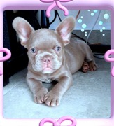 Buldog francuski dziewczynka