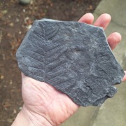 Skamieniałość odcisk paproci nasiennej Pecopteris