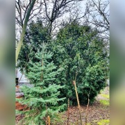 DUŻY Cis pospolity męski