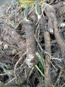 Chrzan korzeń ,świeżo kopany.