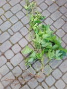 Winobluszcz pięciolistkowy sadzonka