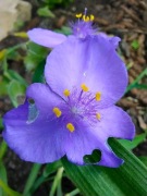 Trzykrotka, bylina, sadzonka