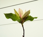 MAGNOLIA AMBROSIA * DUŻY OKAZ * CUDO