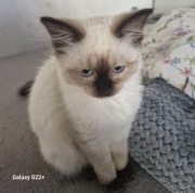 Ragdoll rodowodowy z legalnej hodowli