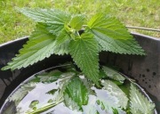 Nawóz + oprysk 2w1 Naturalny nawóz z pokrzyw ! 