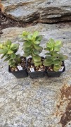 Grubosz Crassula Korean Top Red