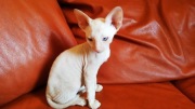 kot,koty, kotki, kocięta cornish rex 