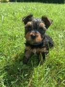 York yorkshire terrier