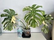 Monstera Thai Constellation duża roślina w bigosie 