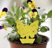 Lep na owady do doniczek zółty ziemiórki zestaw 30 sztuk