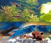 Gupiki Endlera Blackbar 5 szt krewetki blue 5 szt