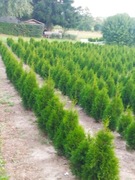 Tuje szmaragd PROMOCJA 10ZŁ -100CM