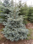 choinka świerk srebrny 300-400cm