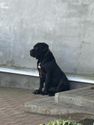 Reproduktor Cane Corso