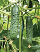 Ogórek Pasamonte F1 - Nasiona Holenderskie