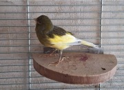 Kanarek harceński samiec