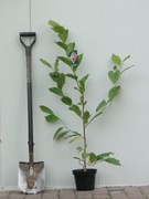 Magnolia C3