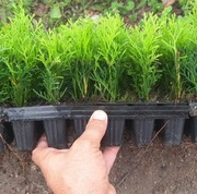 tuje szmaragd sadzonki 20 cm i wyższe