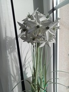 CZOSNEK SZTUCZNY W DONICZCE KWIAT BIAŁY ROŚLINA ZIELONA TRAWA WYSOKA XL