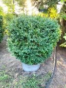 Duży Bukszpan - (Buxus) formowany-kula 110-120cm - szkółka W-wa