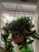 trzykrotka somalijska-cięta