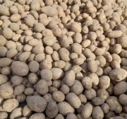 Ziemniaki Gala Denar Soraya Jurek Colombo